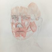 Drawing of anatomy of head